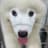 Samoyedlovesfood