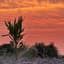 notmilk
