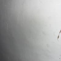 Luciano Sanchez garcia