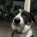Kona