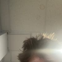 Gavin Radler (Gavin R)