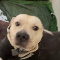 mailmannn